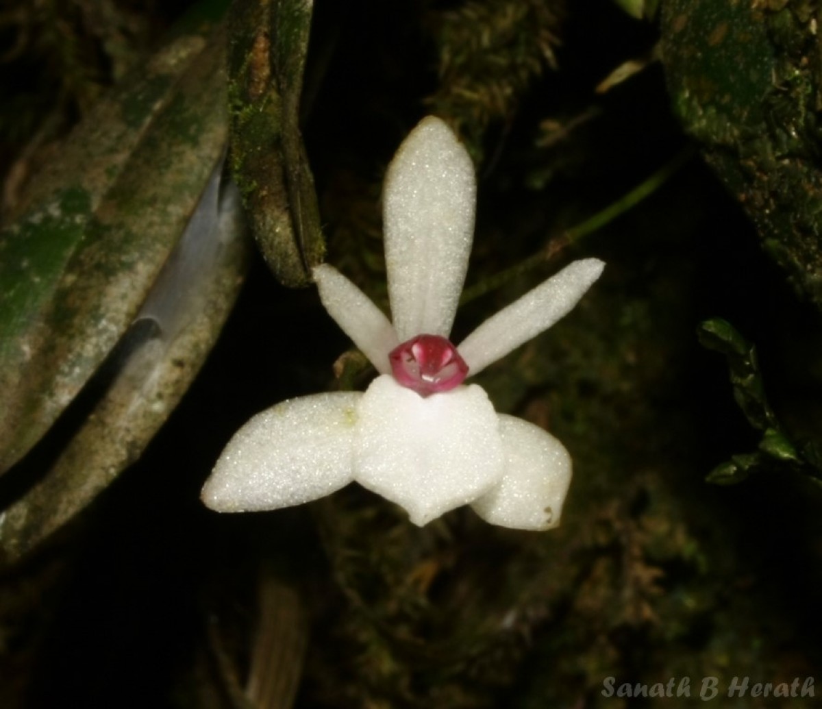 Adrorhizon purpurascens (Thwaites) Hook.f.